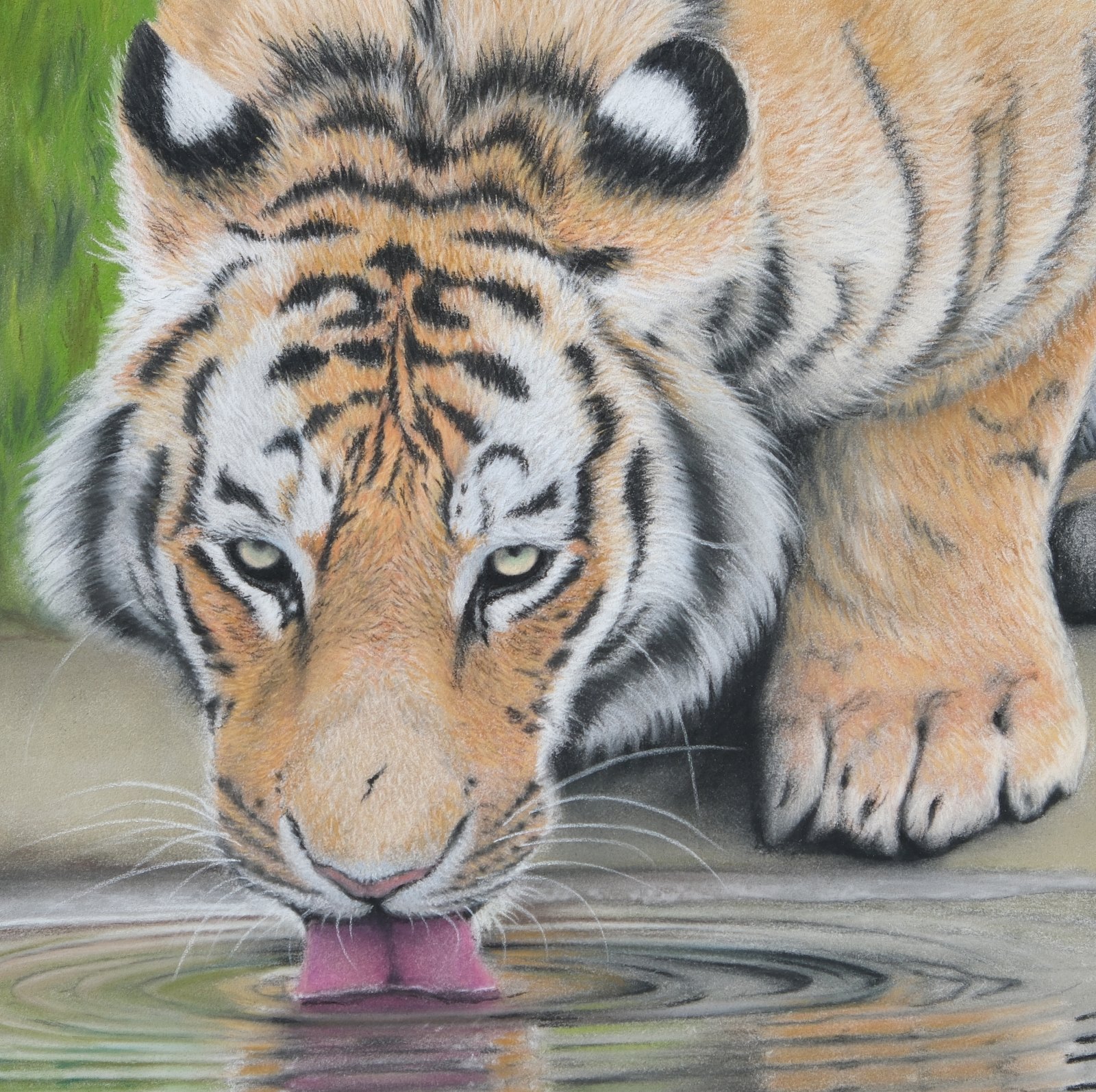 Drinking Tiger — original soft pastel painting by Jaci Hogan