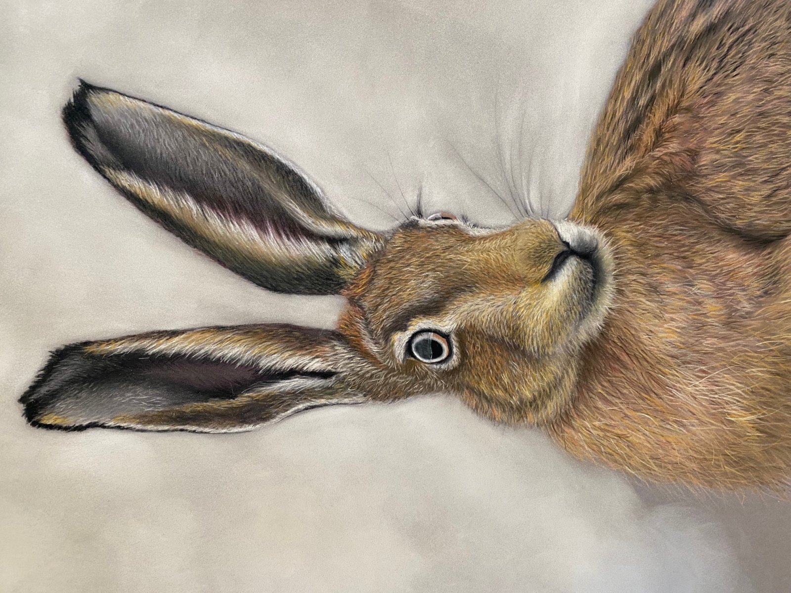 Hare 2 — original soft pastel painting by Jaci Hogan